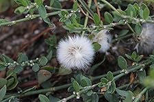 Review Image by Leslie W. Leslie W.