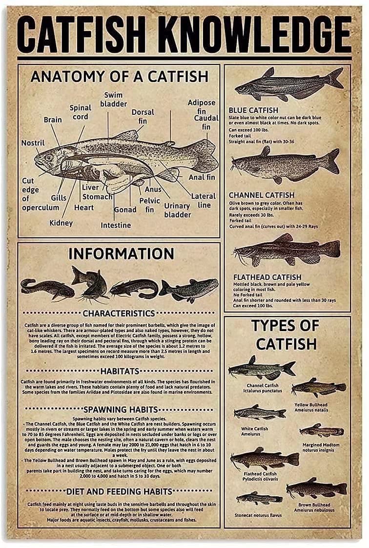 Catfish Knowledge Vintage Poster Metal Tin Sign Iron Painting Plaque Wall Decor Bar Club Novelty Bathroom Cafe Store 12x16 Inch