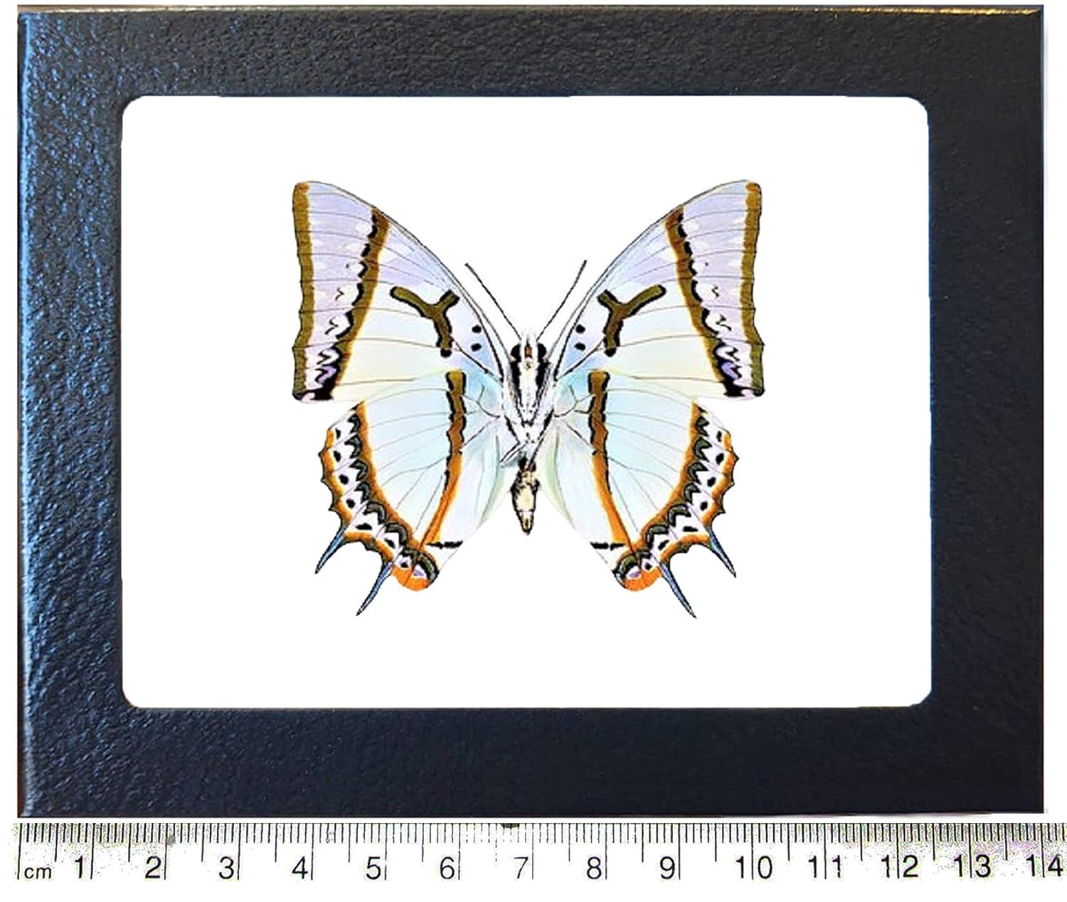 BicBugs Polyura eudamippus White Gold Butterfly Verso Indonesia Framed