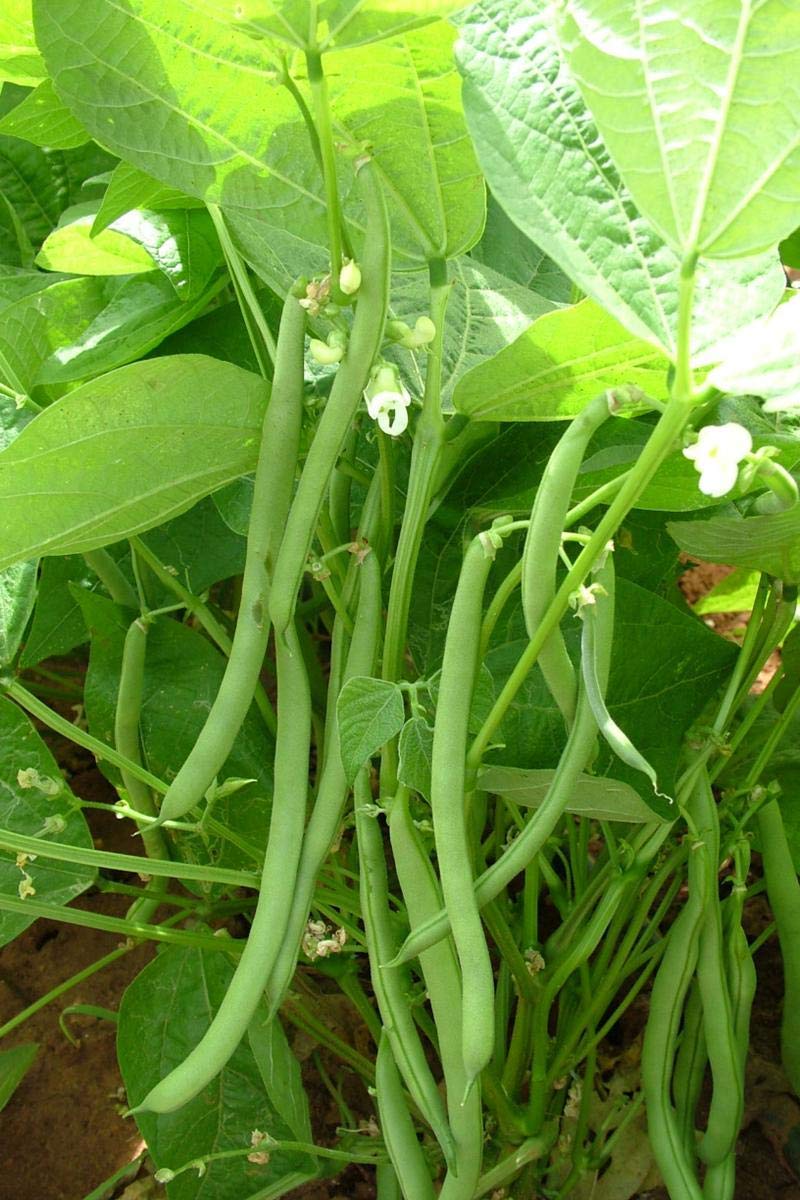 ARKA SARATH FRENCH BEANS HYBRID DISEASE RESISTANT SEEDS (250 GMS SEEDS) (B07RLYM75X) Amazon Price History, Amazon Price Tracker