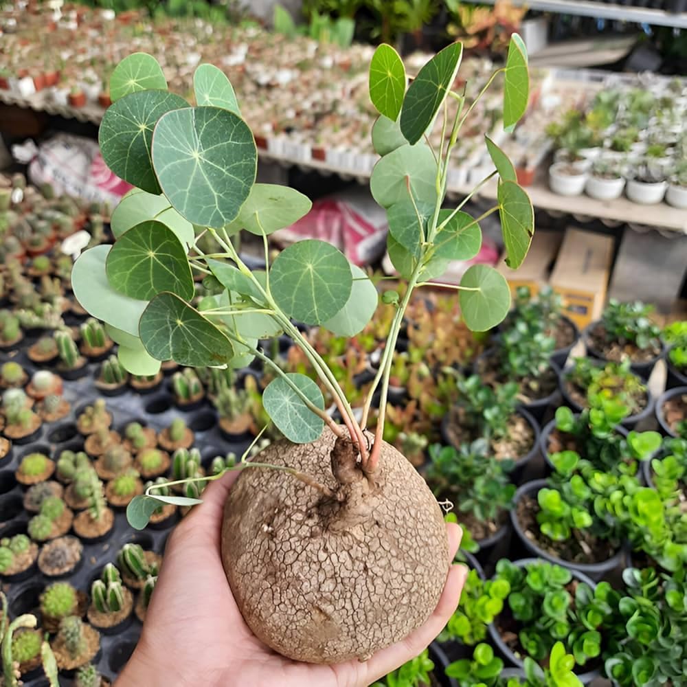 Stephania Erecta Plant Live Bulb for Air purifecation, 1 Per Pack