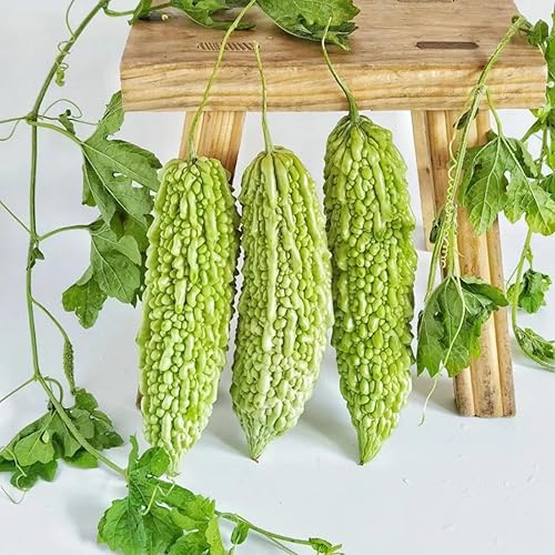 Miniatura 2 de Más de 50 semillas de melón amargo de 8 a 12 pulgadas de rápido crecimiento de calabaza amarga piel verde calabaza amarga bálsamo de calabaza