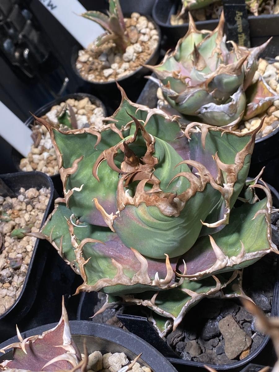 Lize 産 Agave Titanota シーザー　Caesar Agave titanota 'Cesar' - Agave Plants Store - Tropics @Home