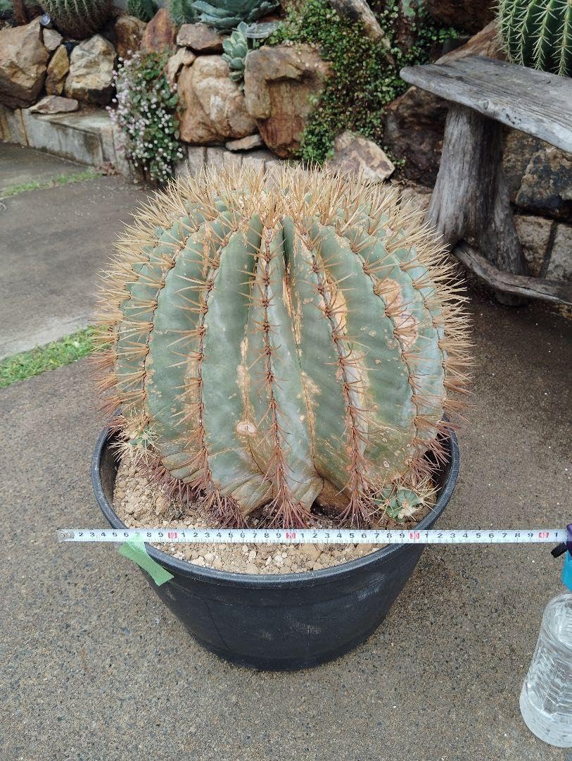 Amazon.co.jp: 屋外越冬株 巨大 王冠竜 大株 約38cm ホビーグッズ  