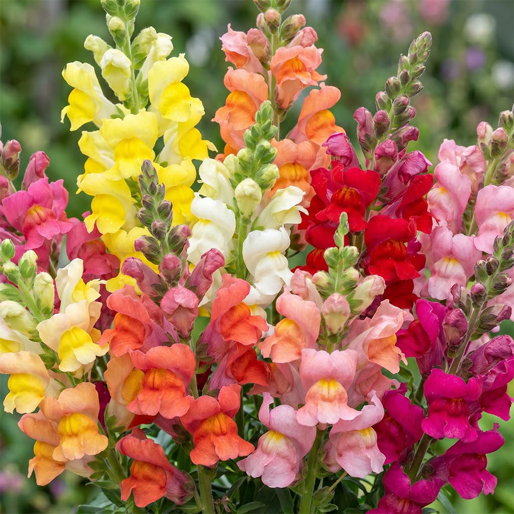 Antirrhinum Snap Happy Mixed Seeds – Colourful Snapdragon Mix – Compact Bedding & Cut Flower Variety – Summer Flowering Annual – Ideal for Borders & Containers
