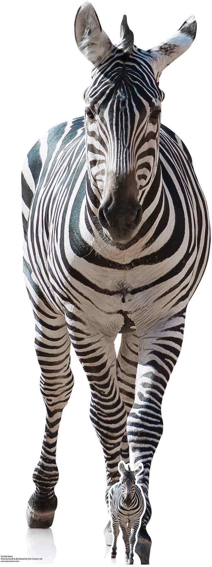 Star Cutouts SC1439 Adult Zebra Lifesize Cardboard Cutout 162cm – Safari & Ju...