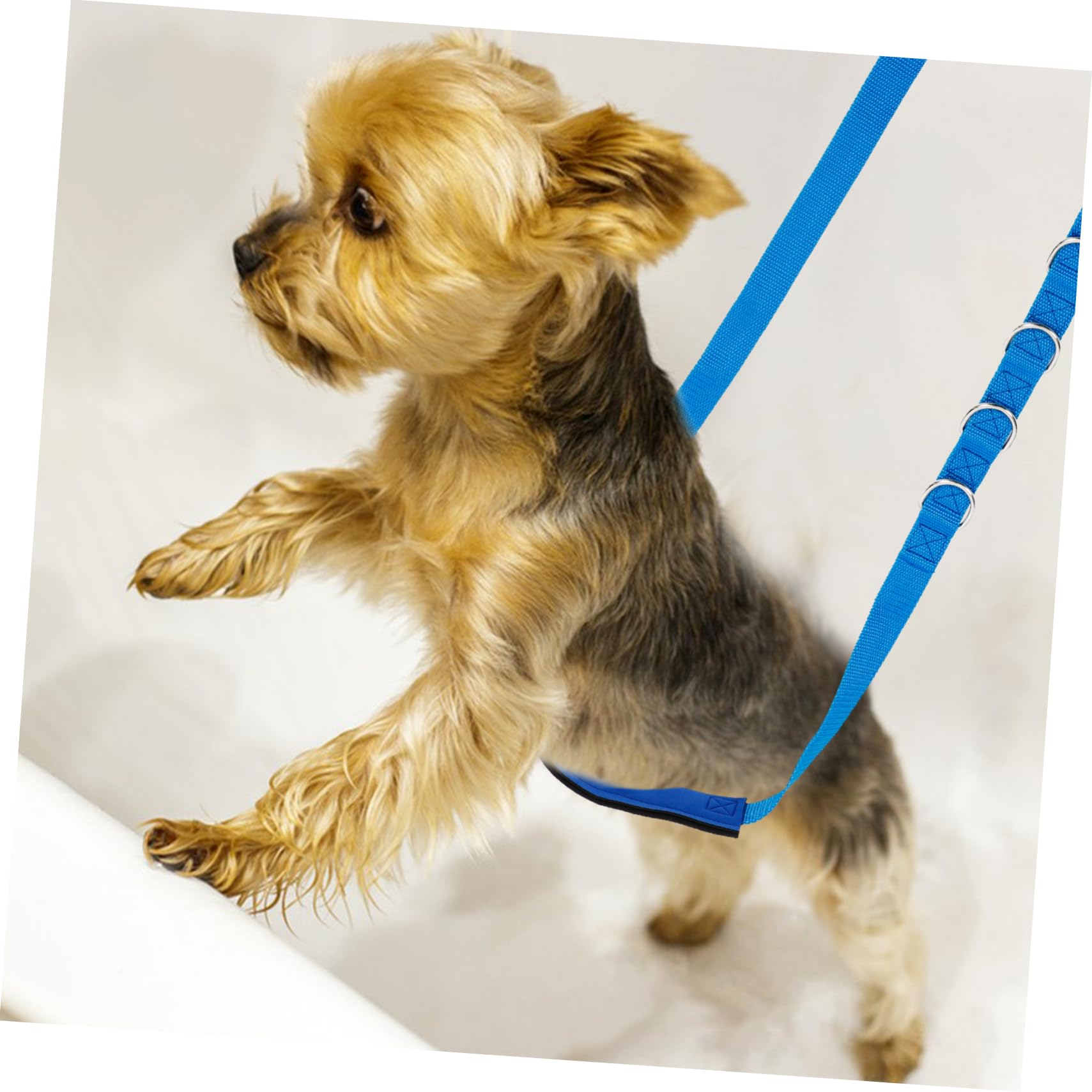 BESPORTBLE 15stücke Teiliges Hundezubehör Verstellbaren Gurten Für Fellpflege Sicheres Und Bequemes Grooming Für Hunde Für Haustierpflege Und Badetage