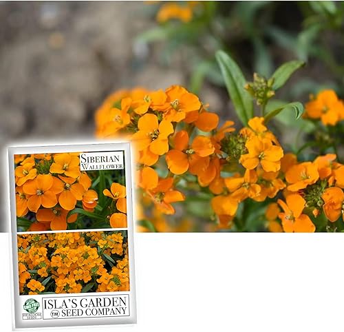 Alhelí siberiano, más de 400 semillas de flores por paquete, (semillas de jardín de Isla), semillas sin OMG y reliquia, nombre científico: