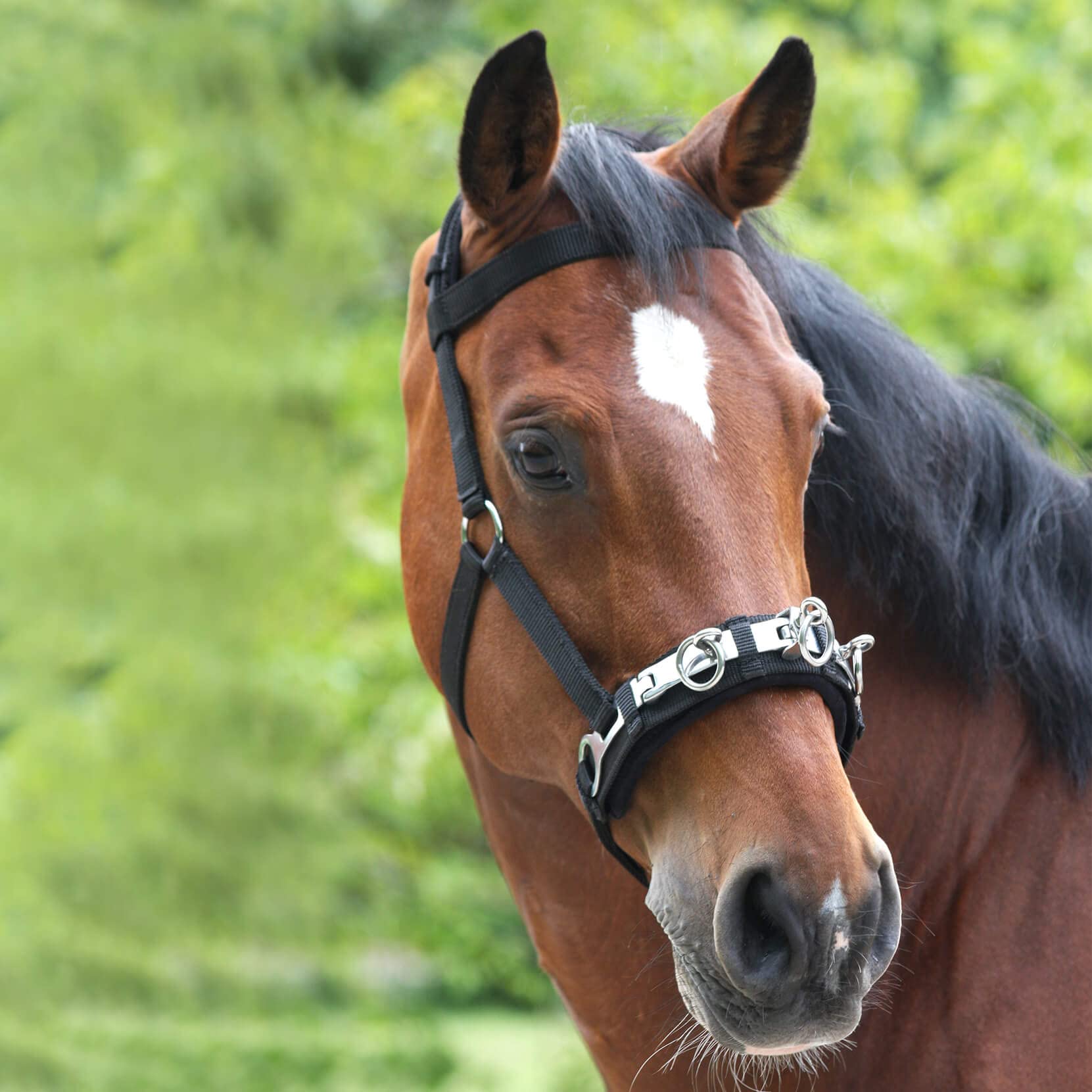 WALDHAUSEN Nylon Lunge Cavesson (Headcollar