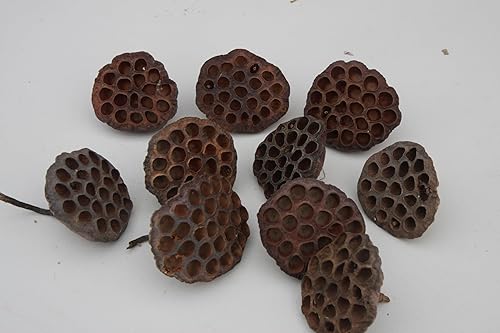 Cápsulas de loto marrón seco sin semillas y tallo, 10 piezas, secado natural, tamaño grande, decoración del hogar, flor seca, producto de los