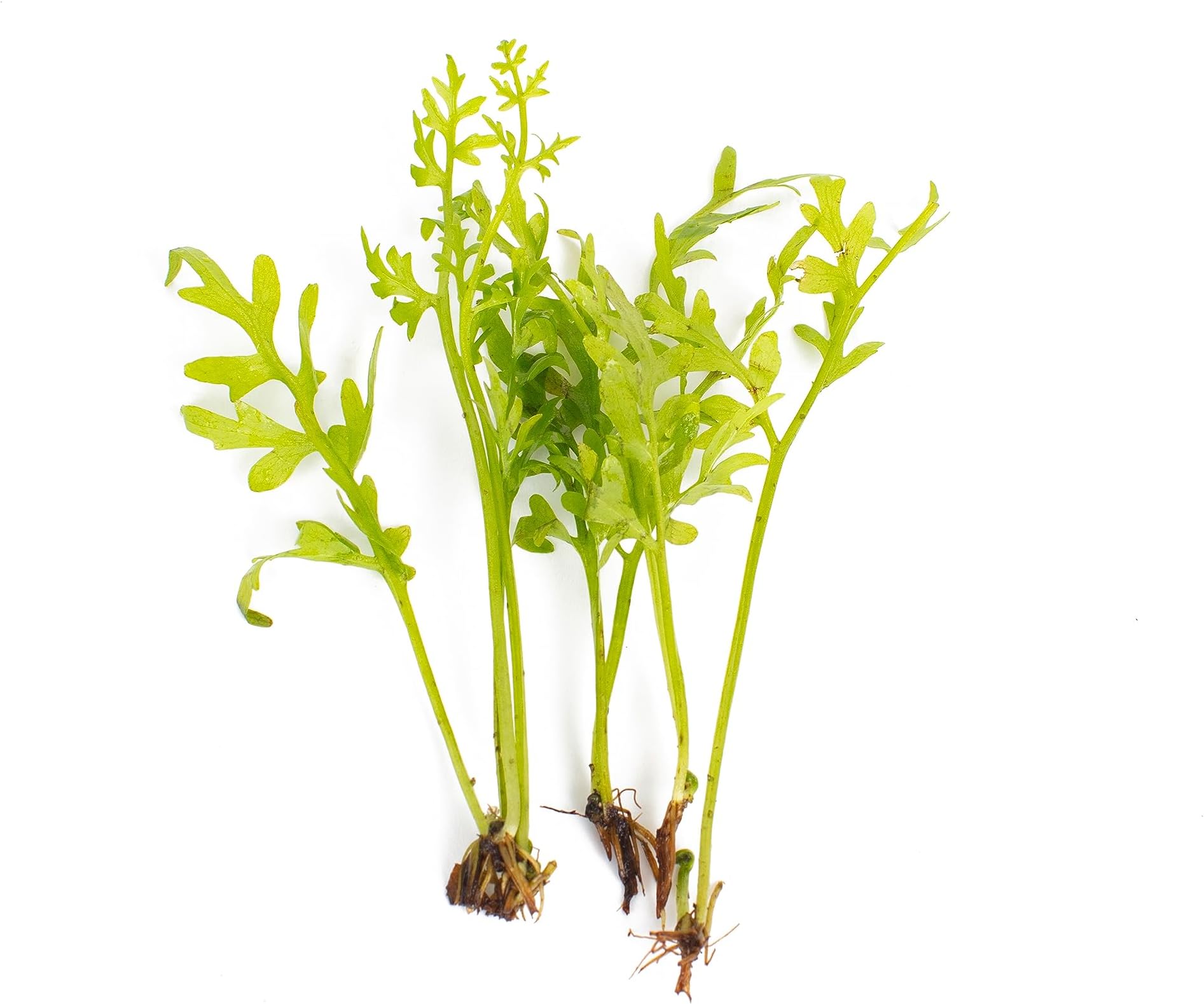 PondPlantsUK Ceratopteris Thalicrodes - submerged - Aquarium 10 Strands