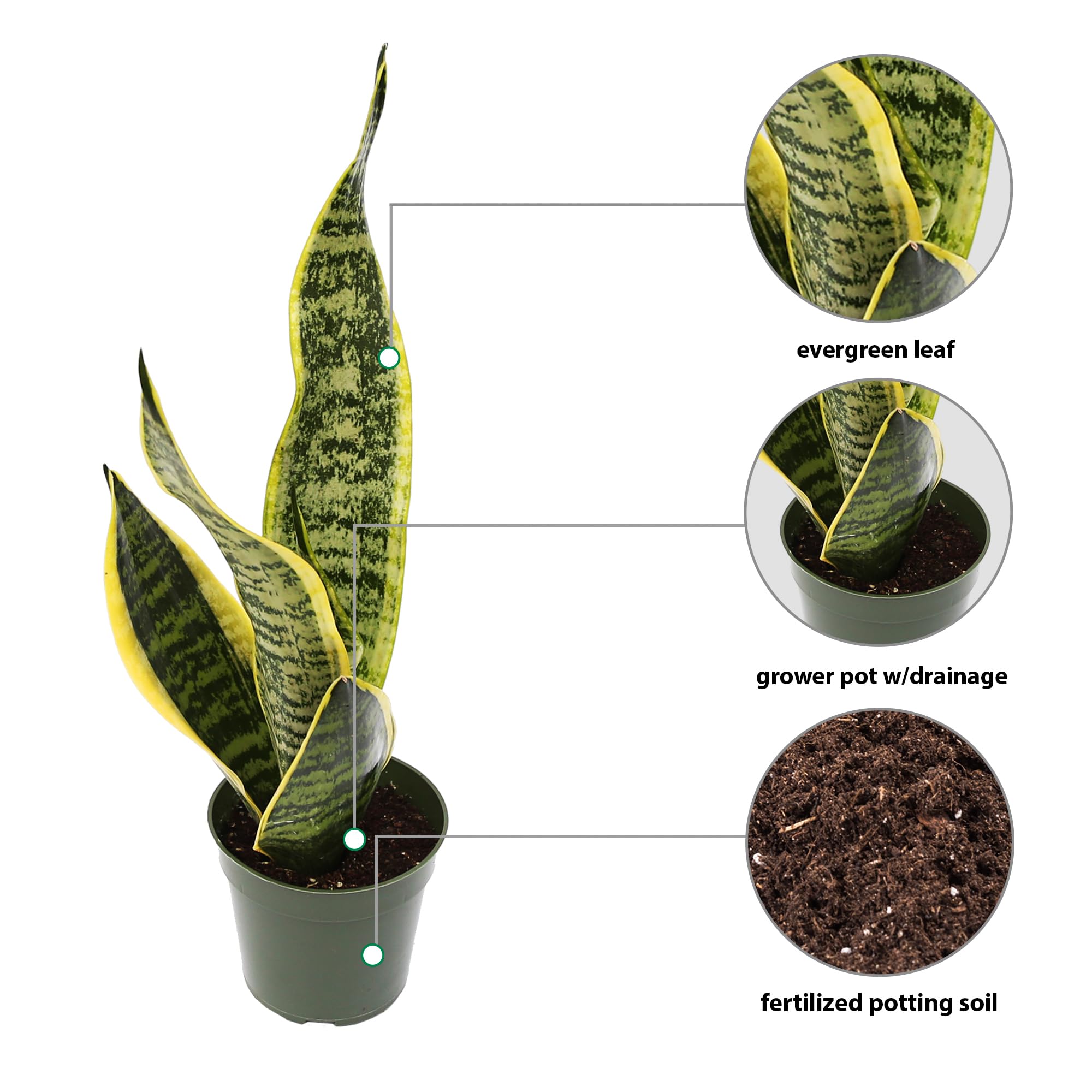 Amazon.com : Live Snake Plant, Sansevieria, Mother's Day Gift, Gardening  Gift, Plant Lover Gift, Housewarming Gift, Gift for The First Home, Low  Light Plant, Fully Rooted Houseplant in 4" Pot : Patio,
