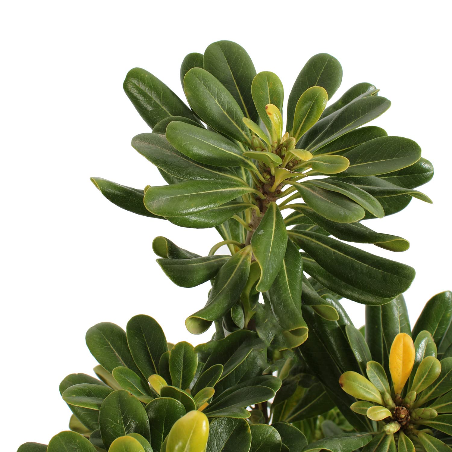 KENTIS - Pittosporum Tobira - Plantes de Haie - Plantes Vraies d'Extérieur - H 40-50 cm Pot de Ø 18 cm