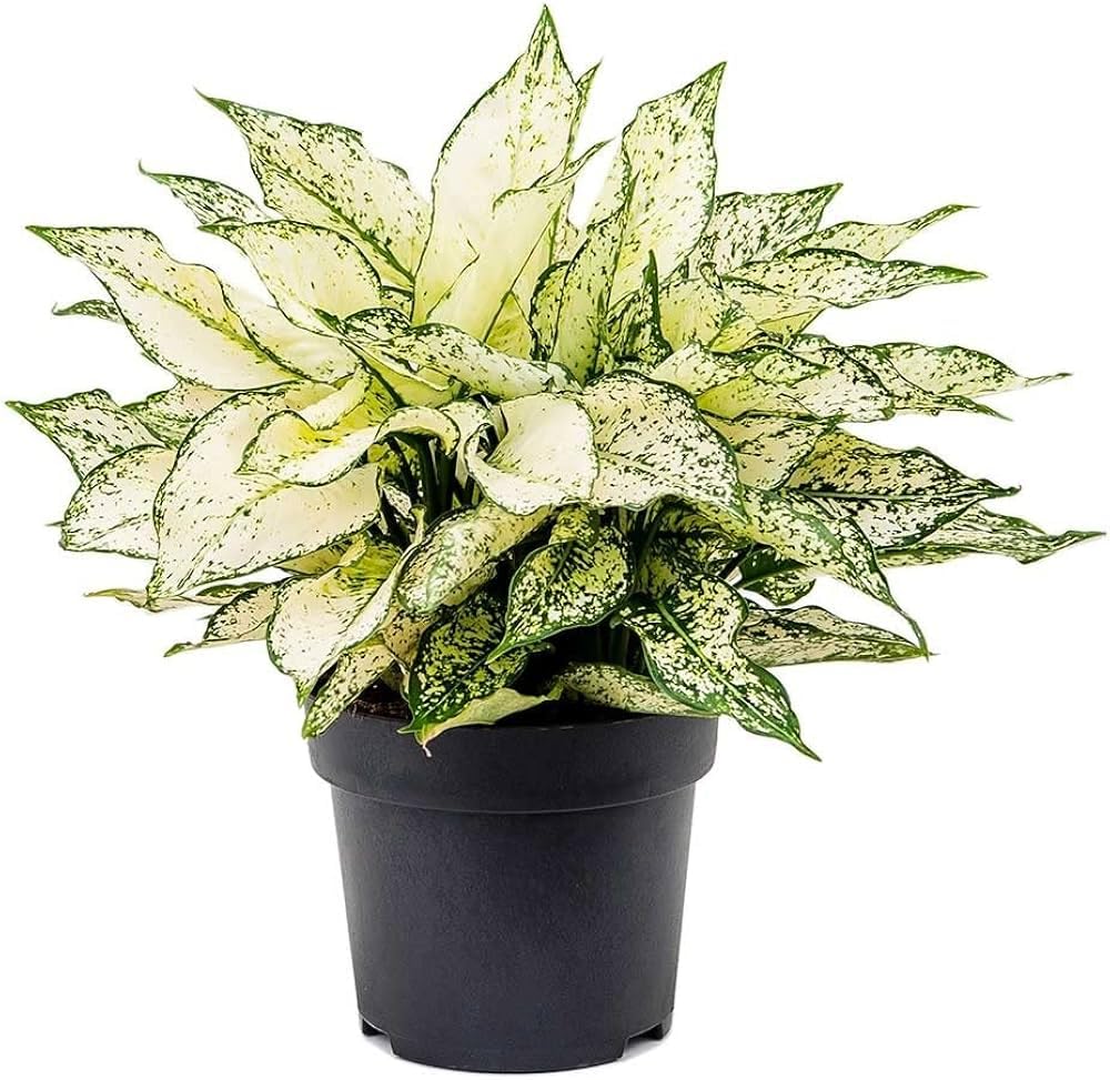 Red aglaonema live plant, Snow white plant pack of 1 big plant (B0DFX7S59Q) Amazon Price History, Amazon Price Tracker