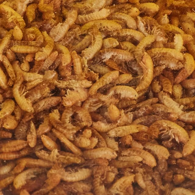 Foto 3 de 4 de Tropical Gammarus - Cáncer de alga seca (120 g)