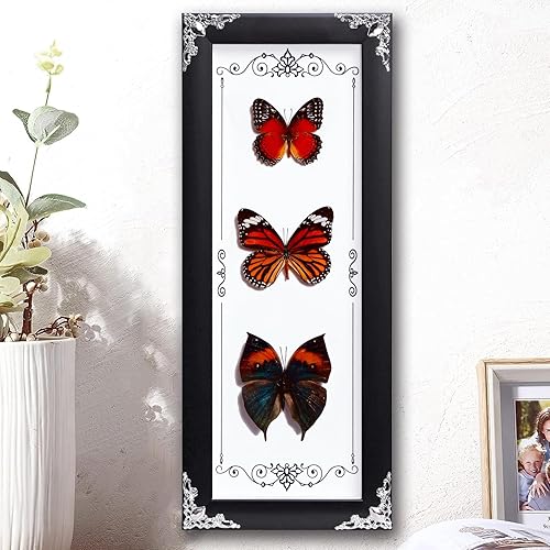 Framed 3 Real Butterfly Gothic Decor, 15.2"X6.5" Taxidermy Butterfly Shadow Box Wall Decor, Framed Butterfly Taxidermy for Witchy Home Decor - Danaus Geutia+nasakia Charonde+danidae