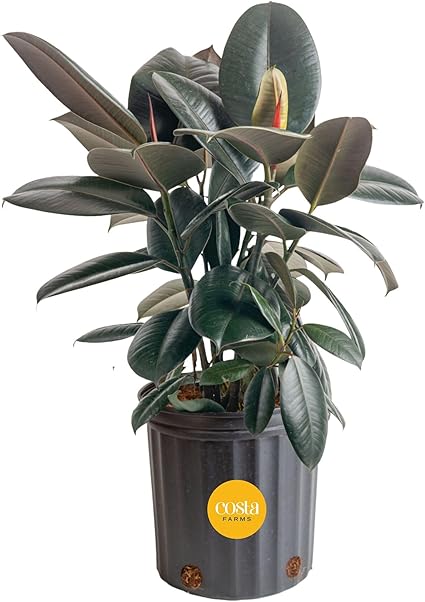 Costa Farms Burgundy Rubber Plant