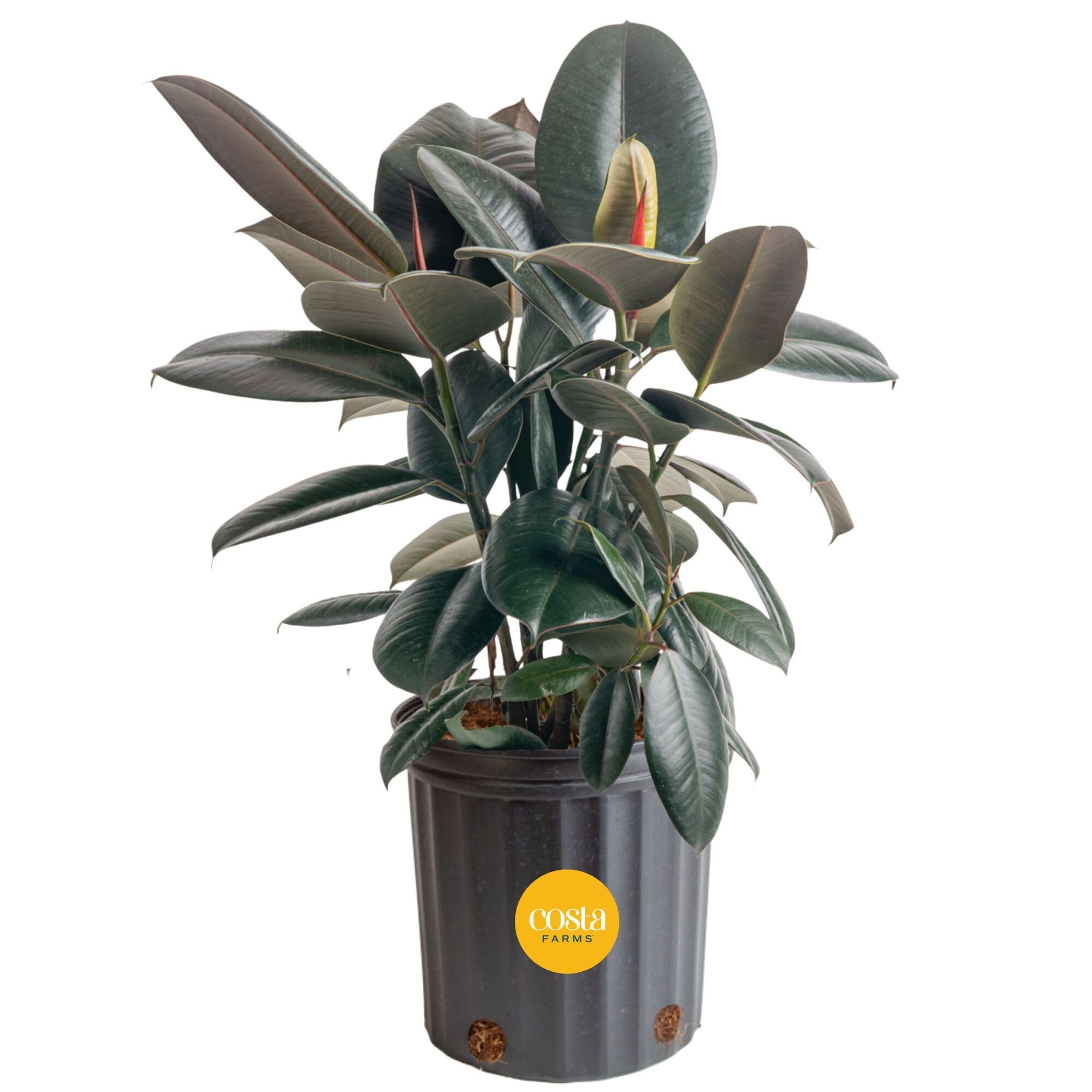 Costa Farms Burgundy Rubber Plant