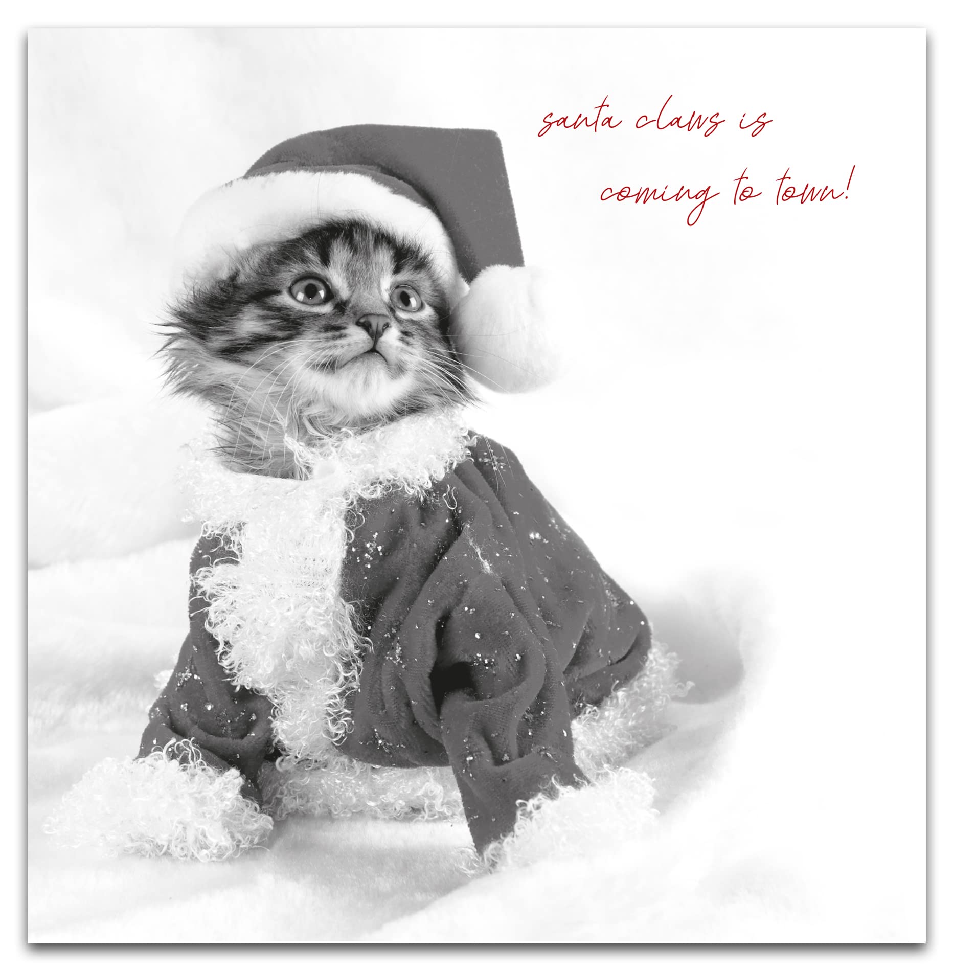 Christmas Card From The Cat, Cute Cat Christmas Cards, Christmas Card Cat, Christmas Cards From The Cat, From The Cat Christmas Card, From The Cat Christmas Cards, Christmas Card, Christmas Cards