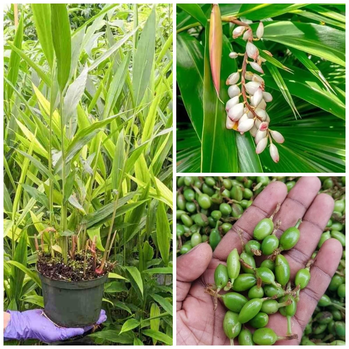 Hybrid Green Elaichi (Mysore) Plant|Cardamom Fruit Tree | Pack of 1 Plant | Fruiting Start Within 1 Year, CF_ES26-image-34
