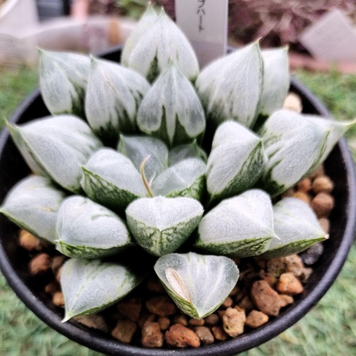 ご予約品(緑線シール)ラブ♥ハート抜き苗 ご予約品(緑線シール)ラブ♥ハート抜き苗 ご予約品(緑線シール)ラブ