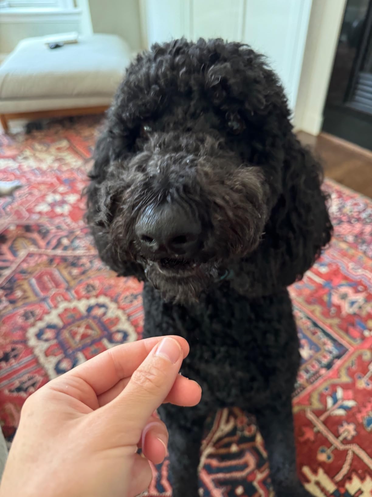 The best dog treats we’ve ever tried!
