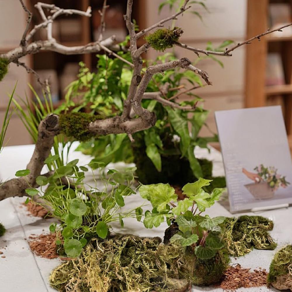 Sfagno per Orchidee 500g Muschio Cileno per Felci a Corno di Cervo, Piantine e Radicazione