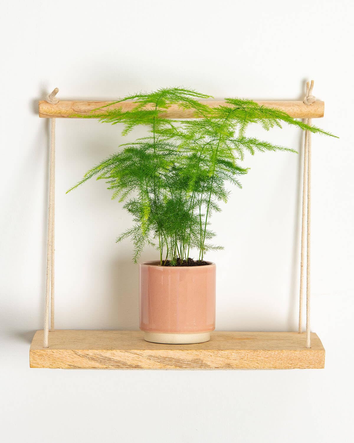 Prickle Plants Lil' Asparagus Fern - Attractive Indoor Fern with Lush Green Fronds, Decorative Accent Plant for Living Room, Kitchen or Bathroom (10-20cm incl. 6cm Pot)