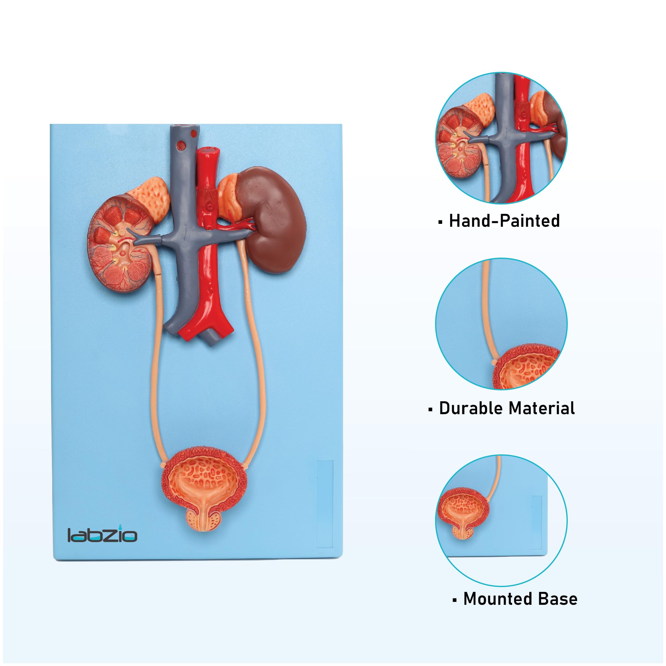 Bladder Base Anatomy The Urinary Bladder | Musculoskeletal Key
