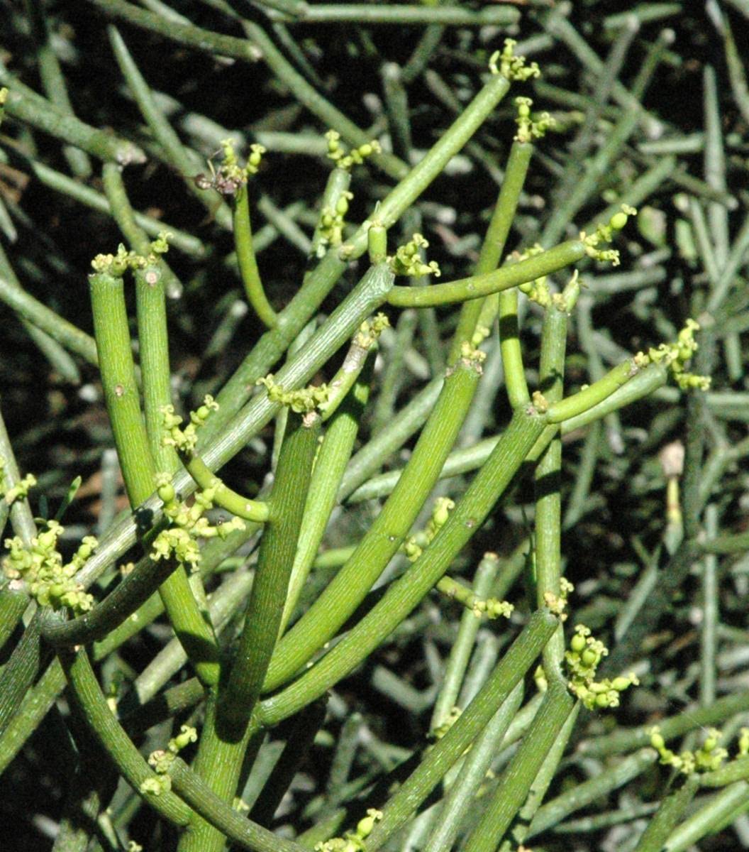 Euphorbia tirucalli/pencil cactus/kodikalli Live plant Healthy Stem Cuttings - 5 Nos (B0BBB237Q7) Amazon Price History, Amazon Price Tracker