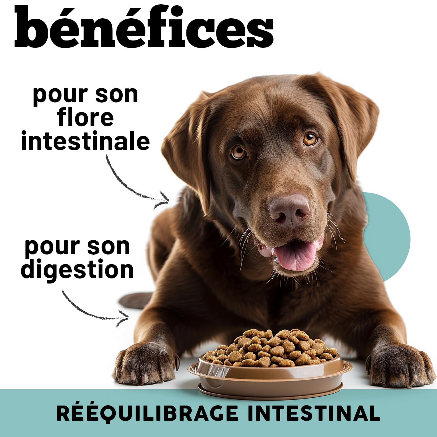 MyPetPrime Ferments Lactiques Chien 6,5M UFC - 60 CPR Probiotiques - Formule Vétérinaire - Système Digestif, Système Immunitaire, Antioxydant.