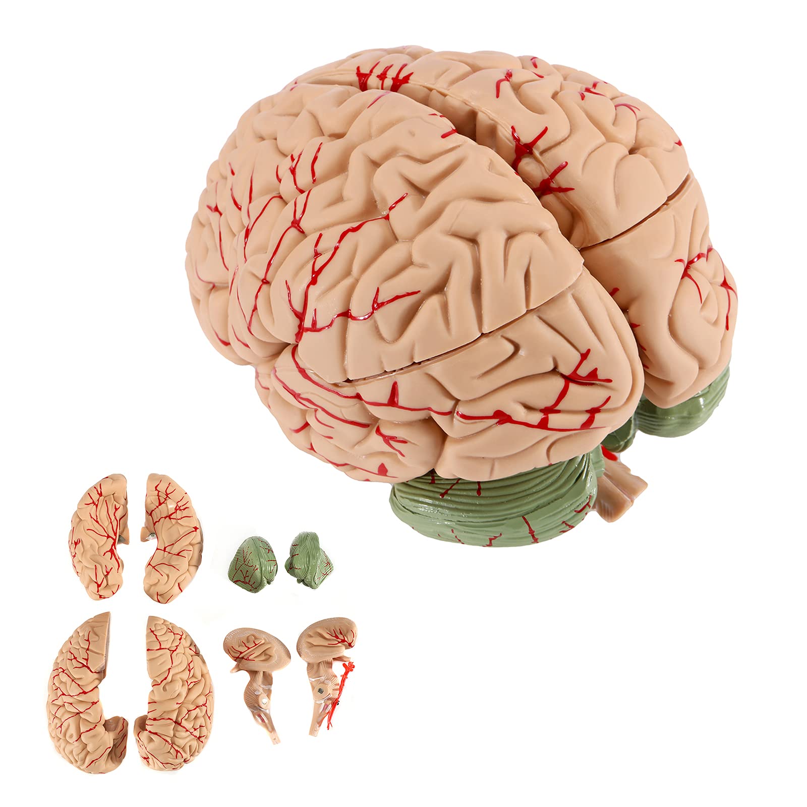 Buy BEAMNOVA Human Brain Model for Teaching Neuroscience with Vessels ...
