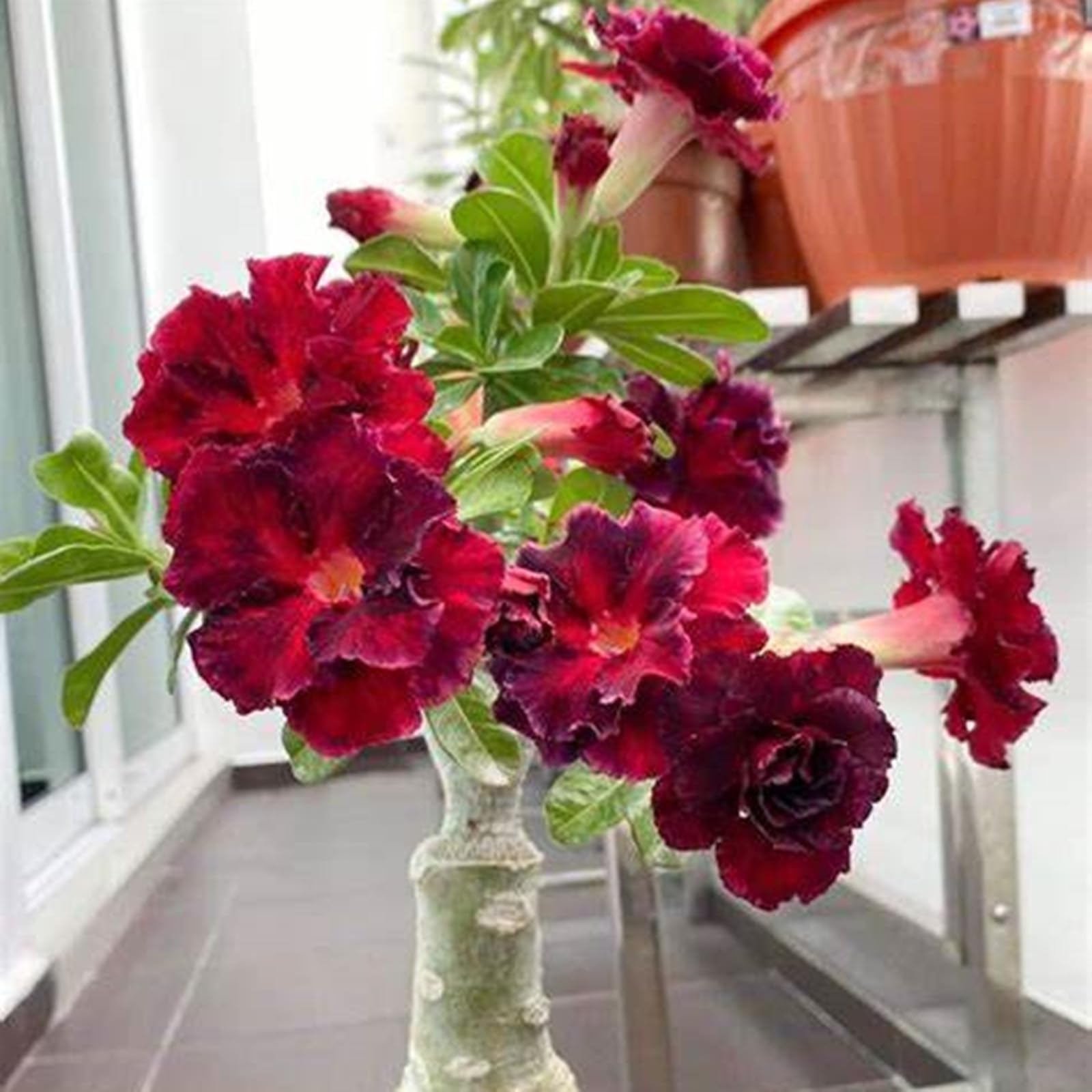 Desert Rose Bulbs for Planting,Excellent Display Indoor Perennial,Desert Rose Bulbs Mix,Desert Rose Tubers UK,Greening Flower,Flowering Rhizome,Balcony Garden Bulbs.-1bulb-I