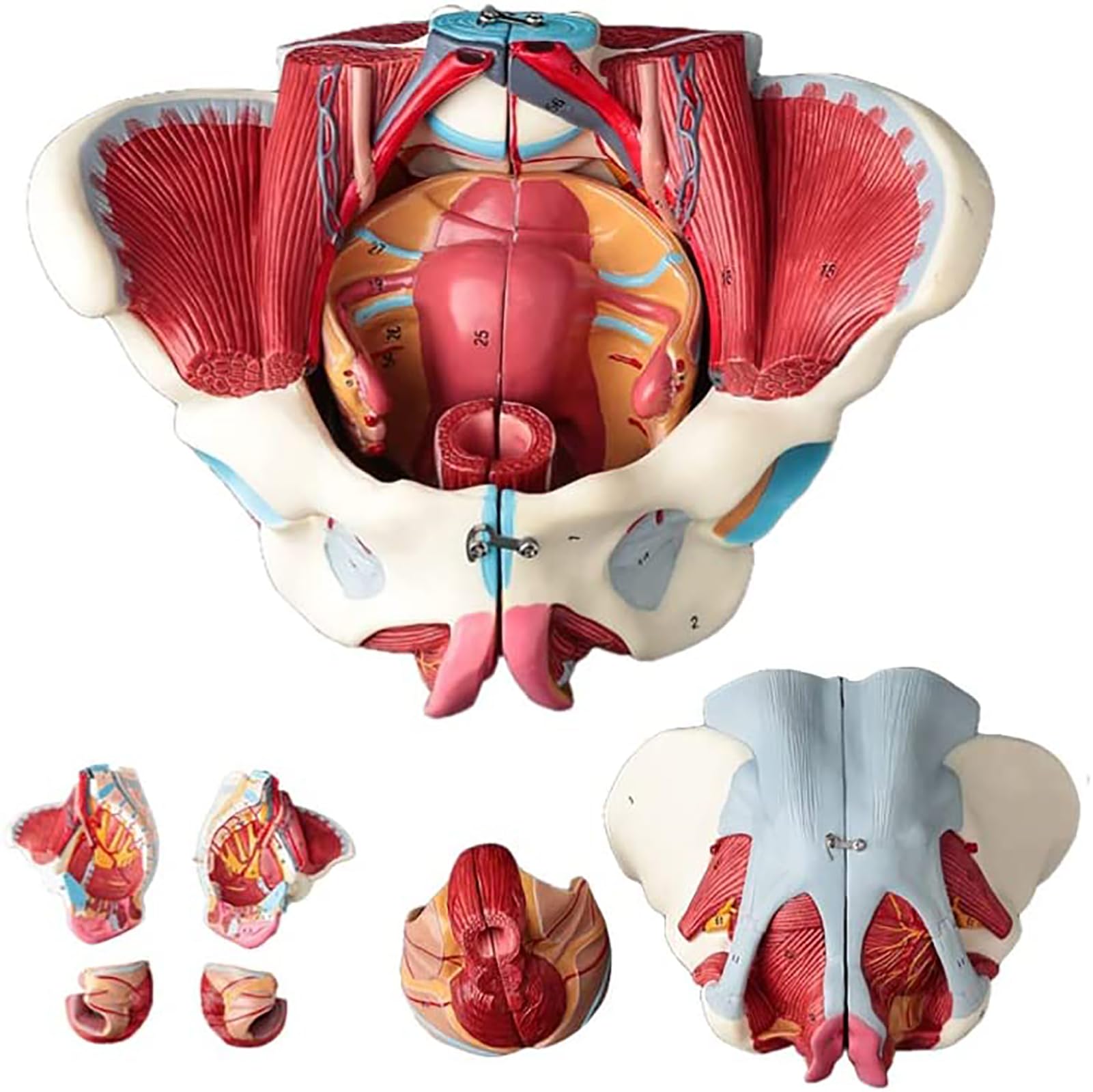 YNIYUJKL Human Female Pelvis Model For Anatomical Study With Removable Organs, Pelvic Floor Muscles, Vessels, And Nerves