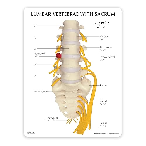 Miniatura 7 de Modelo de columna vertebral  Réplica de anatomía del cuerpo humano de vértebras cervicales musculosas para médicos herramienta educativa de oficina