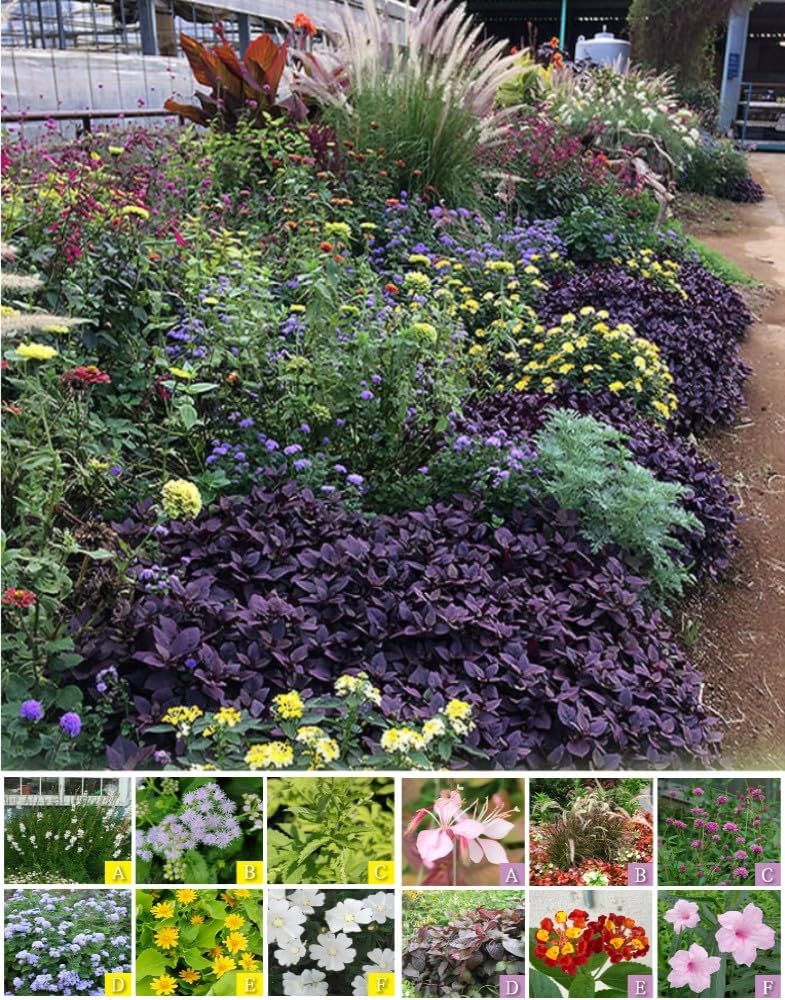 67.入園入学 パープル ピンク　ベリーガーデン　5点セット Amazon.co.jp: World Fantasy Garden 苗セット 開花は初夏から秋