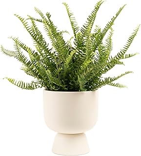 Costa Farms Kimberly Queen Fern Live Plant in Decorative Pot, Indoor & O...