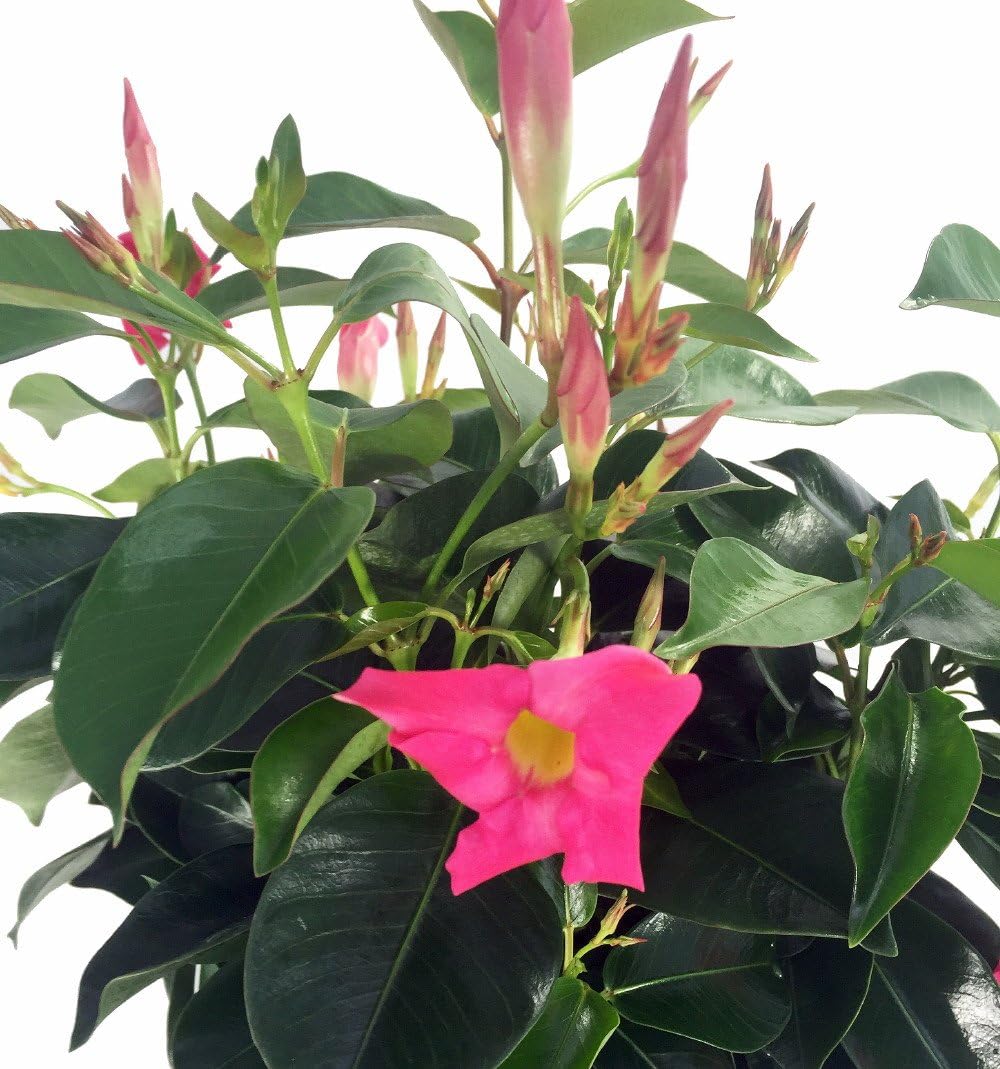Pink Brazilian Jasmine Plant - Mandevilla/Dipladenia - 6" Pot on Trellis