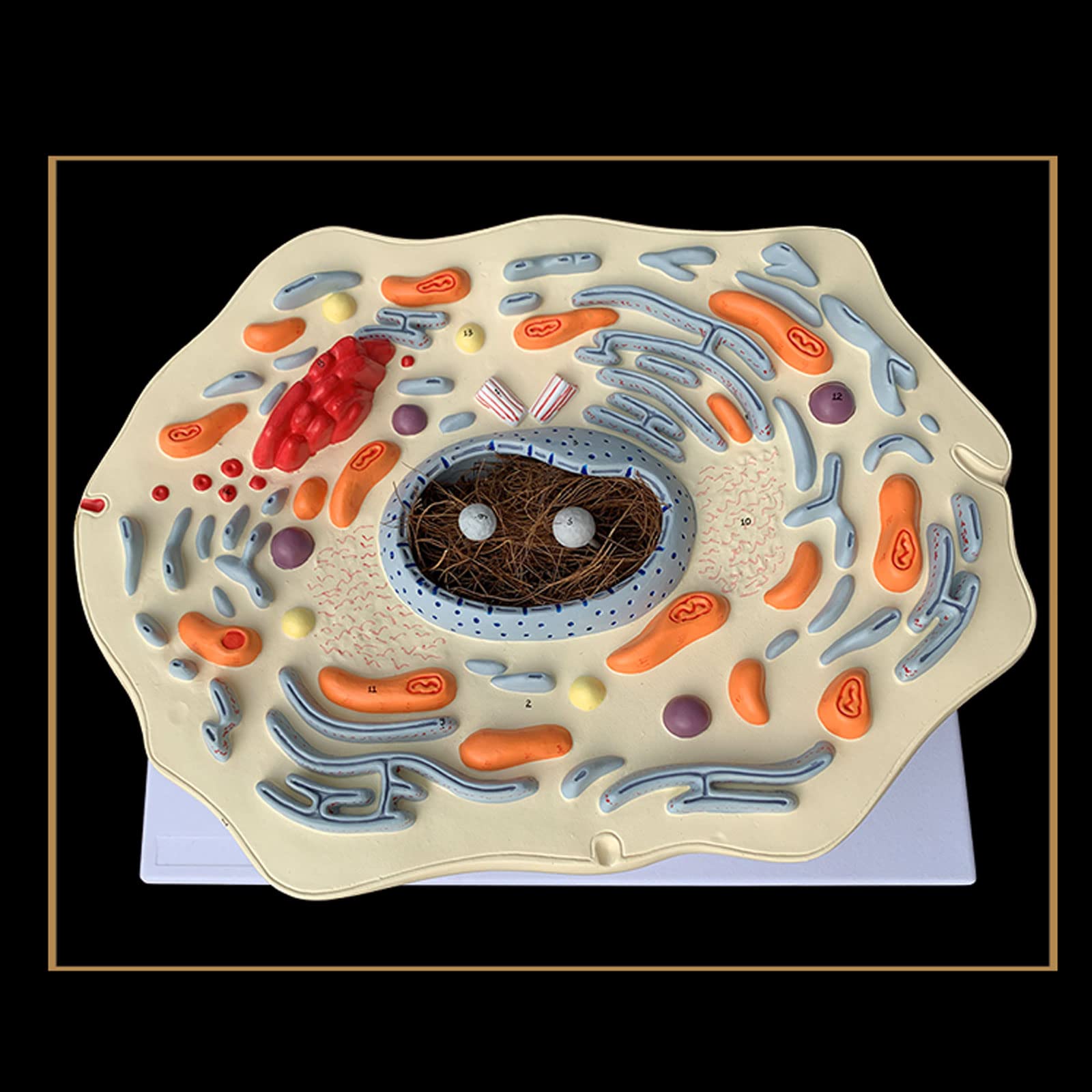 Anatomía Humana Científica - Modello di Cassaforte Sottile Animale Struttura delle Cellule Animali Microscopicamente Golgi Organismo Mitocondriale Kit di Scienza Forniture di Laboratorio