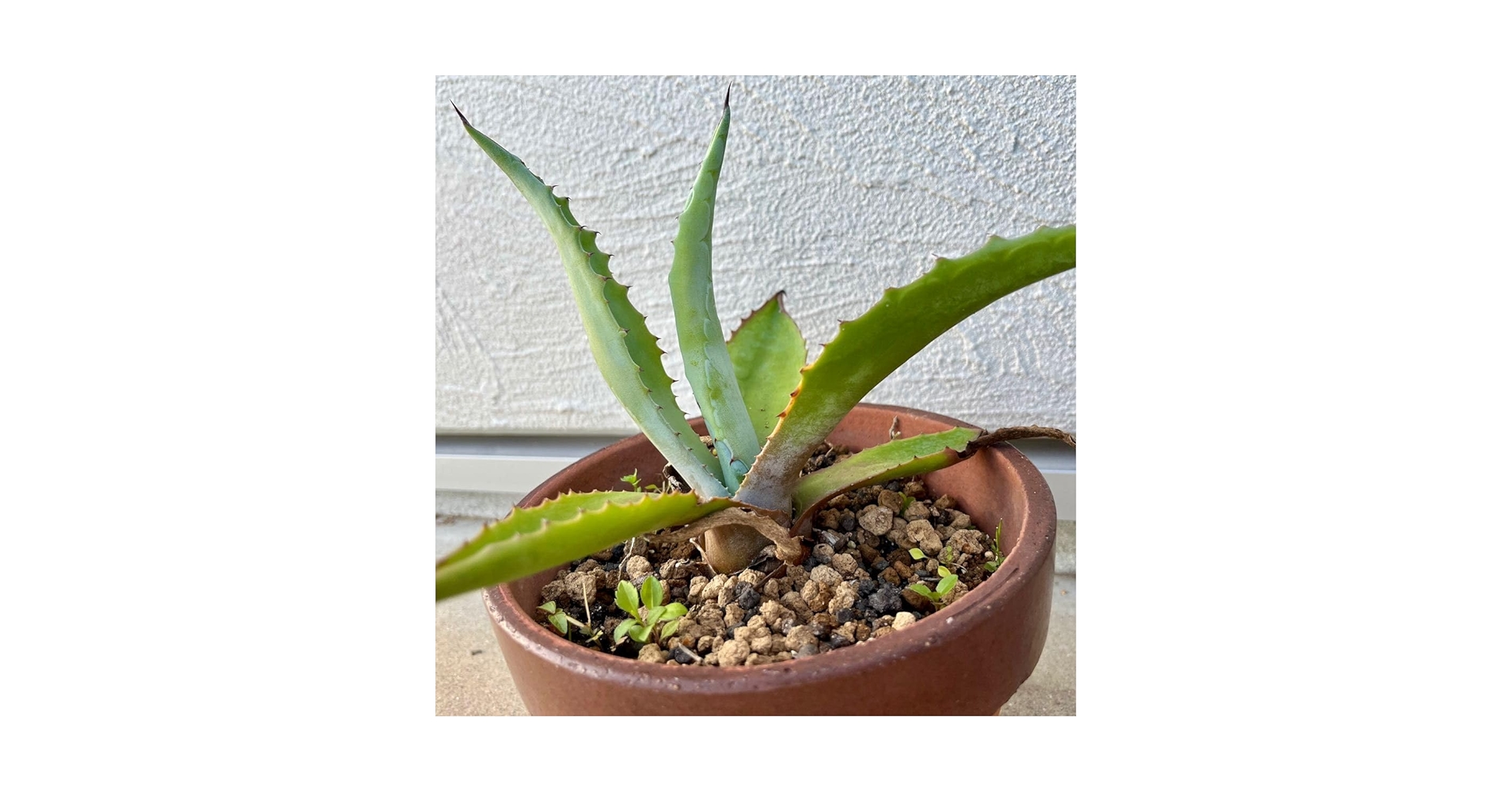 アガベ アオノリュウゼツラン 抜き苗 多肉植物 アガベ アオノリュウゼツラン 抜き苗