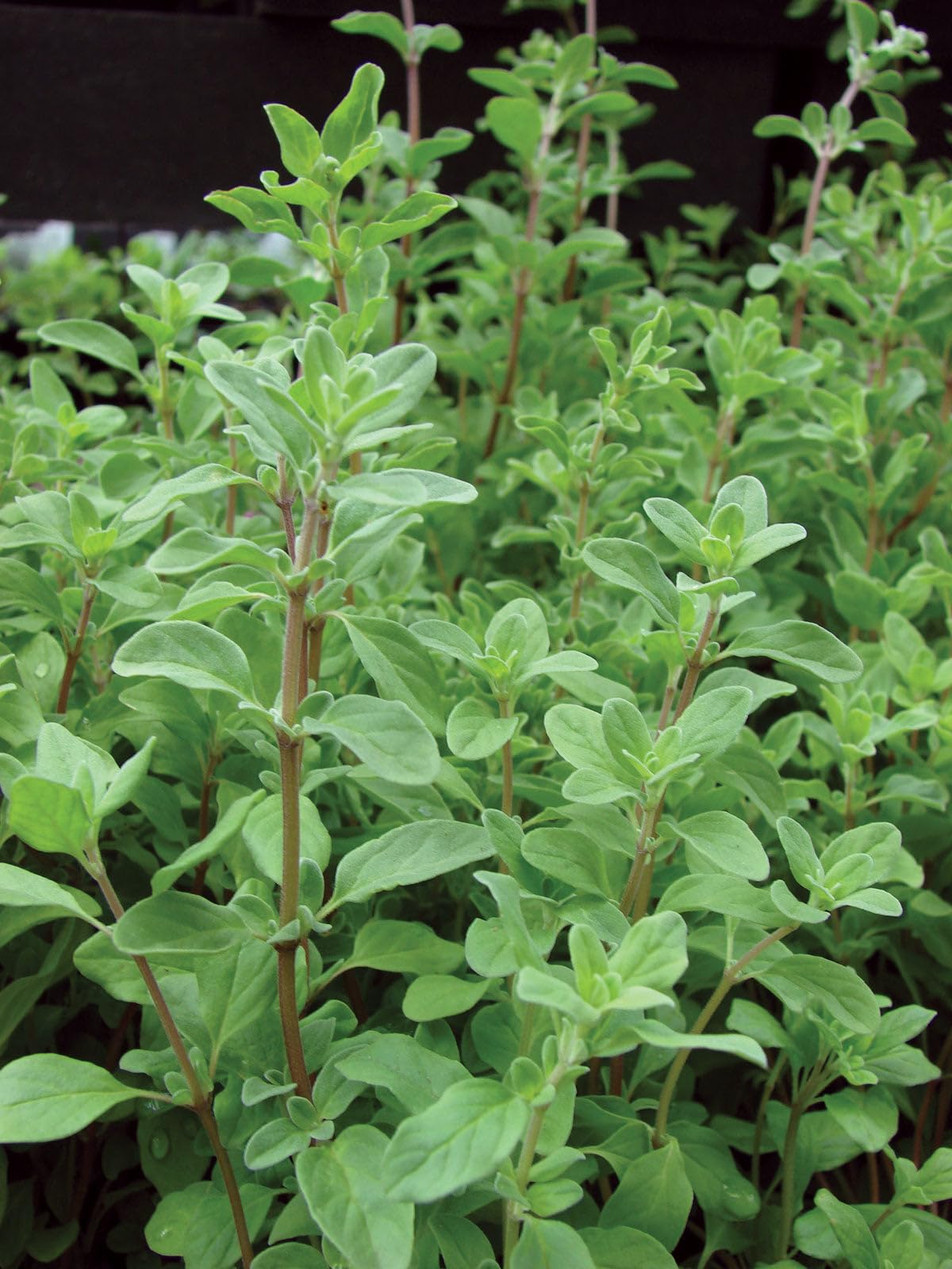 See full amazon price history chart for Marjoram/Origanum majorana - Herbs Marjoram/Origanum majorana - Herbs (B0CX9GPKK9) Amazon Price History, Amazon Price Tracker