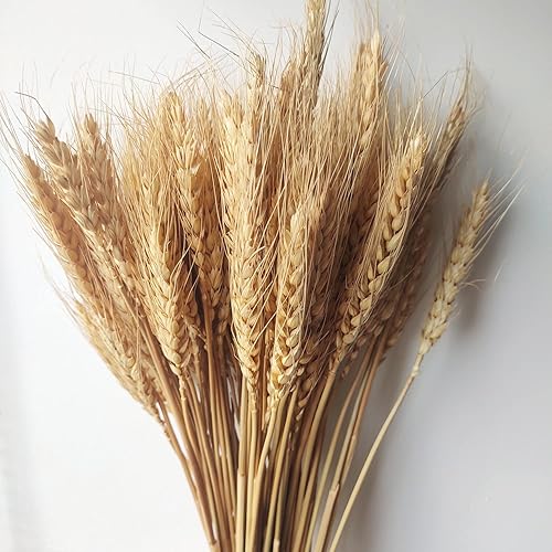 Miniatura 4 de Paquete de 200 tallos de trigo seco natural para decoración del hogar, manualidades