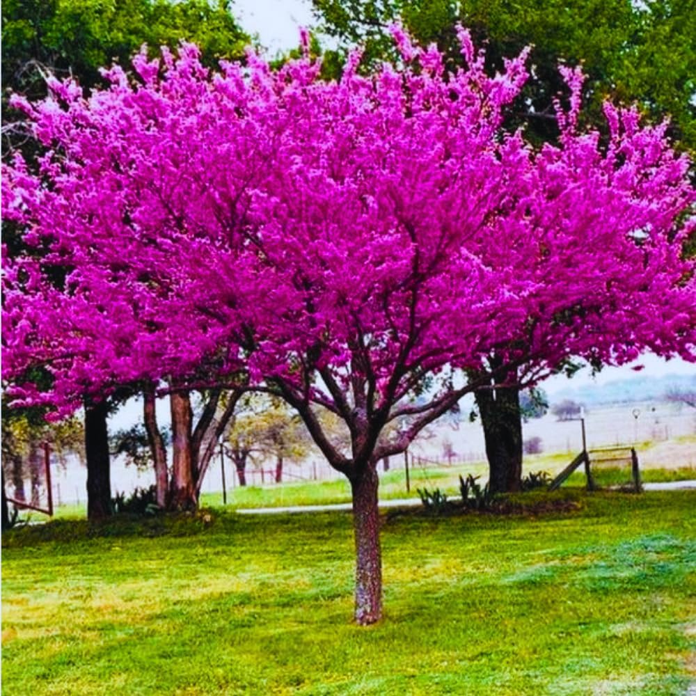 2 Seedlings Eastern Redbud Trees Plant Live, Dormant 6 to 12 Inc Tall, American Red Bud Trees Live Plants Bare Roots for Planting Outdoor
