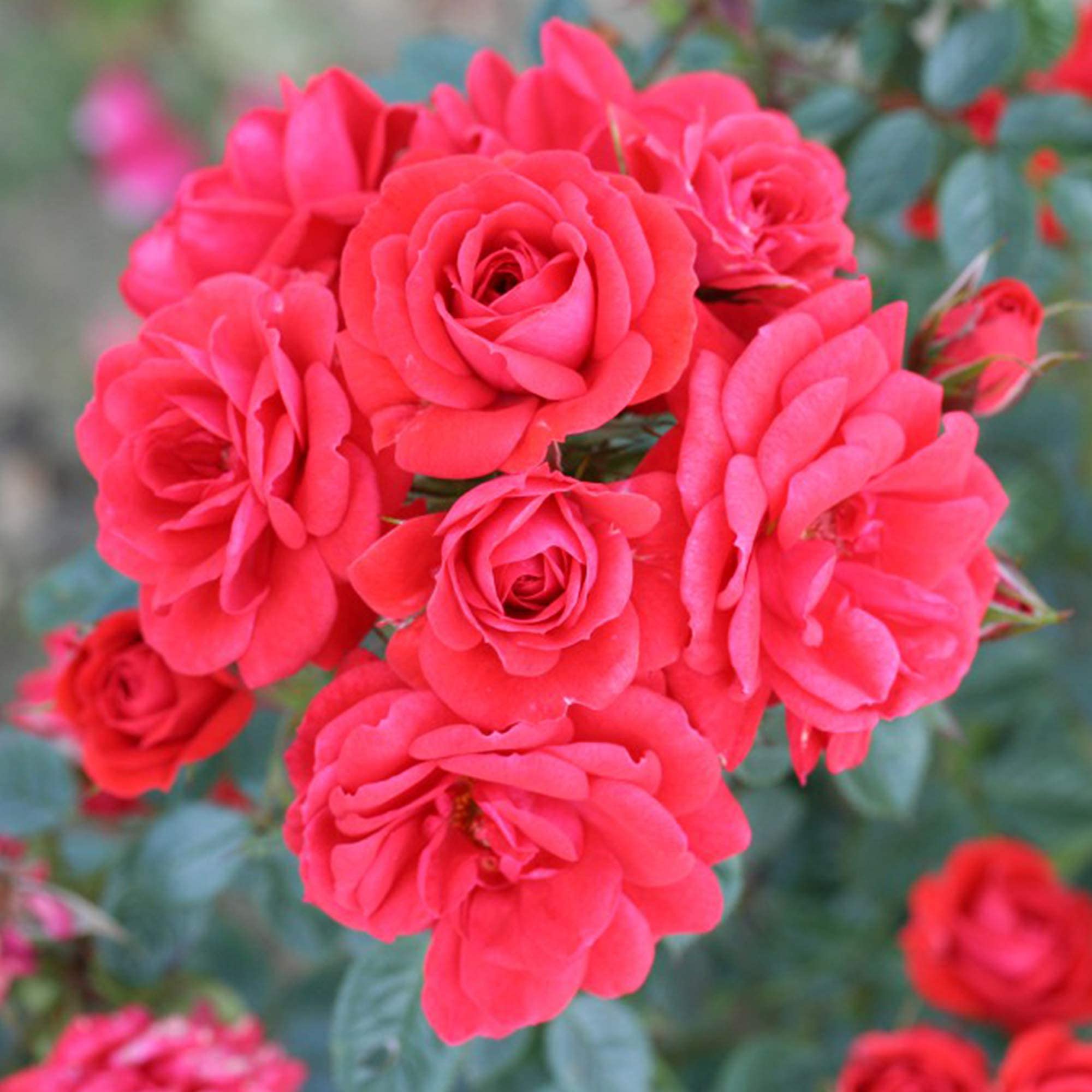 Rose ‘Birthday Wishes’ Rosa Patio Shrub Rose Potted Plant Hardy Shrubs Summer Flowering Garden Plants Scented Orange Red Flowers for Pots, Beds and Borders 1 x 3-Litre Pot by Suttons