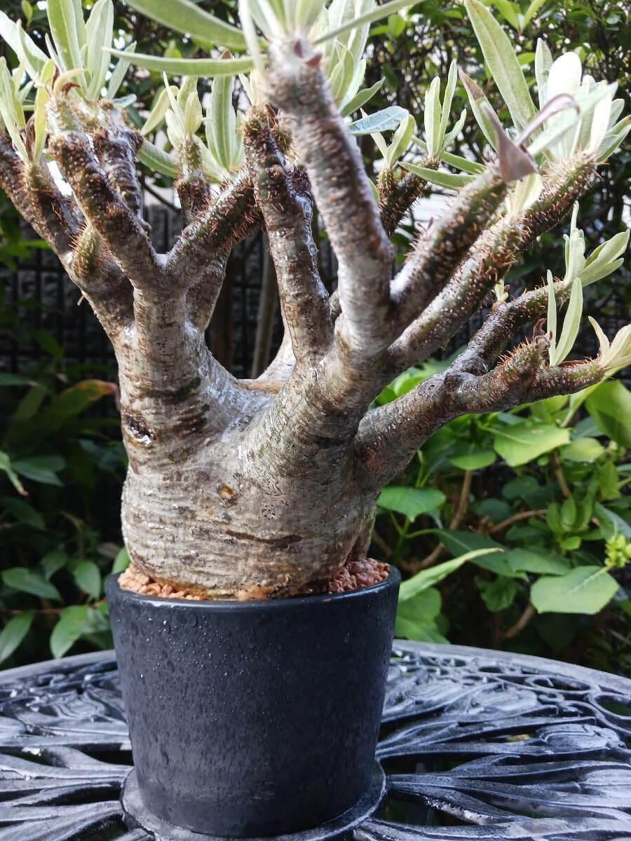 塊根(パキプス)益子焼き 鉢 手作植木鉢 Mサイズ （塊根植物グラキリス