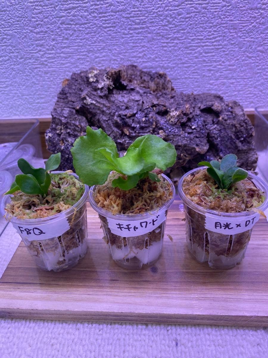 ビカクシダ 4種セット ビカクシダセット15種 ビカクシダセット15種