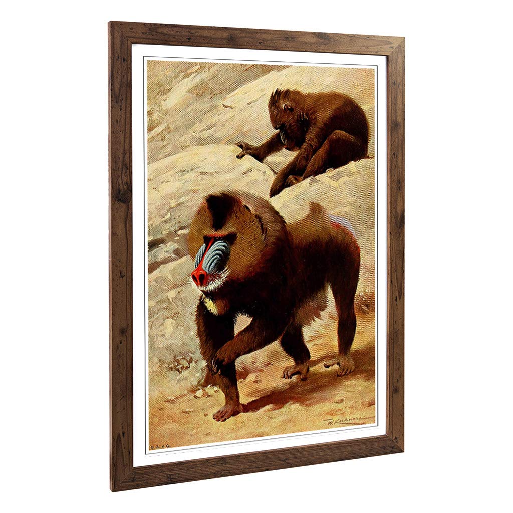 Big Box Art Framed Print of Vintage W Kuhnert Mandrill Design | Wall Art Picture | Home Decor for Kitchen, Living, Dining Room, Bedroom, Hallway, Office, Walnut, A2 / 24.5x18 Inch / 62x45cm