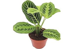 California Tropicals Lemon Lime Prayer Plant for Air Purification