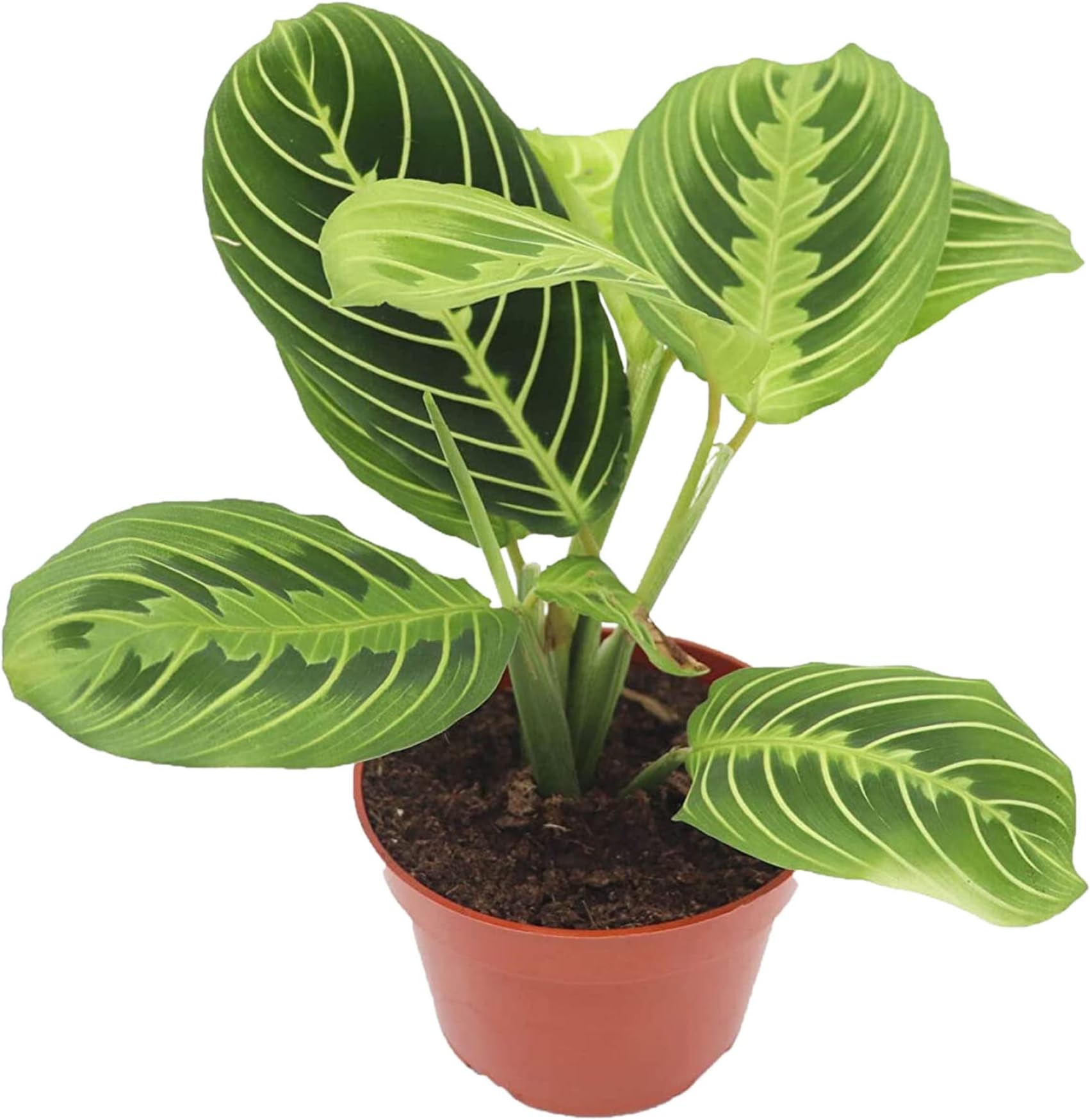 California Tropicals Lemon Lime Prayer Plant - Maranta - Rare Variety Live House Plant - Tropical Decor - Unique Real Plants Interior Garden Outdoors Supplies - Small Pot - 4 Inch Potting Decor