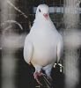200g Pigeon Condition Seed Mixed Bird Food SLJ